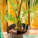 Muda de Palmeira Triangular Muda de Palmeira Triangular