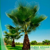 Muda de Palmeira Washingtônia Muda de Palmeira Washingtônia