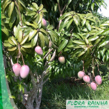 mudas de plantas frutíferas preço Vila Andrade mudas de plantas frutíferas preço Vila Andrade