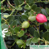 mudas de plantas frutíferas valor Raposo Tavares mudas de plantas frutíferas valor Raposo Tavares