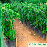 mudas de plantas frutíferas Jardim Helian mudas de plantas frutíferas Jardim Helian