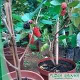 Muda árvore Frutífera