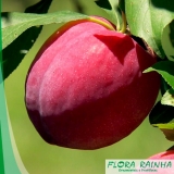 Muda Frutífera de Ameixa