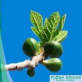 Muda Frutífera de Figo