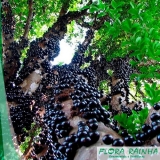 Muda Frutífera de Jabuticaba Paulista