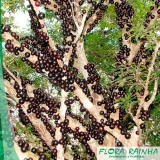 Muda Frutífera de Jabuticaba Sabará
