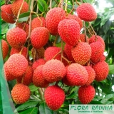 Muda Frutífera de Lichia