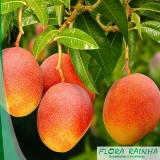 Muda Frutífera de Manga