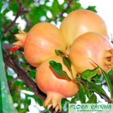 Muda Frutífera de Romã