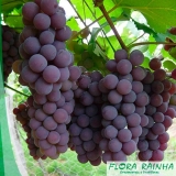 Muda Frutífera de Uva