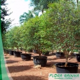 Muda Frutífera em Vaso