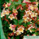 Muda de Abélia Muda de Abélia