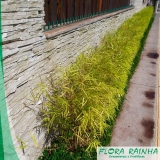 Muda de Bambusa Muda de Bambusa