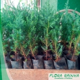 Muda de Cedrinho Muda de Cedrinho