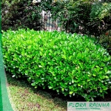 Muda de Clúsias Muda de Clúsias