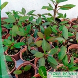 Muda de Jasmim Muda de Jasmim