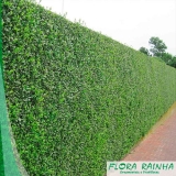 Muda de Murta Muda de Murta