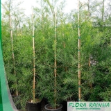 Muda de Podocarpos Muda de Podocarpos