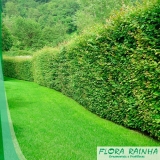 Muda de Sansão do Campo Muda de Sansão do Campo