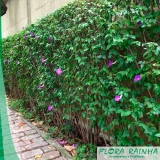 Muda de Tumbérgia Arbustiva Muda de Tumbérgia Arbustiva