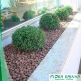onde comprar argila expandida para jardim Ubatuba onde comprar argila expandida para jardim Ubatuba