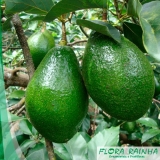 onde comprar muda árvore frutífera Jardim América onde comprar muda árvore frutífera Jardim América