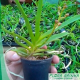 onde comprar muda de orquídea Campo Limpo onde comprar muda de orquídea Campo Limpo