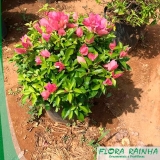 onde comprar muda de primavera Vargem Grande Paulista onde comprar muda de primavera Vargem Grande Paulista