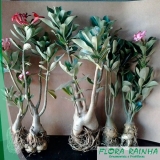 onde comprar muda de rosa Pompéia onde comprar muda de rosa Pompéia