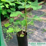 onde comprar muda frutífera de figo Zona Sul onde comprar muda frutífera de figo Zona Sul