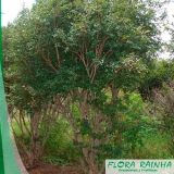 onde comprar muda frutífera de jabuticaba sabará Jardins onde comprar muda frutífera de jabuticaba sabará Jardins