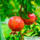 onde comprar muda frutífera de romã Barueri onde comprar muda frutífera de romã Barueri