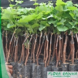 onde comprar muda frutífera de uva Jaraguá onde comprar muda frutífera de uva Jaraguá