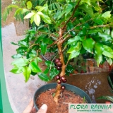 onde comprar muda frutífera em vaso Alto da Lapa onde comprar muda frutífera em vaso Alto da Lapa