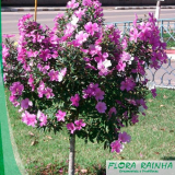 onde comprar mudas de árvores floridas Indaiatuba onde comprar mudas de árvores floridas Indaiatuba