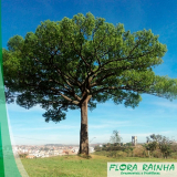 onde comprar mudas de árvores para reflorestamento Parque Mandaqui onde comprar mudas de árvores para reflorestamento Parque Mandaqui