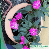 onde comprar mudas de plantas para jardim externo Campinas onde comprar mudas de plantas para jardim externo Campinas