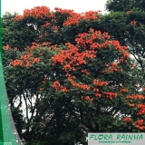 onde compro muda de espatódea Taboão da Serra onde compro muda de espatódea Taboão da Serra
