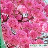 onde compro muda de ipê rosa Sumaré onde compro muda de ipê rosa Sumaré