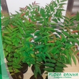 onde compro muda de sapucaia Atibaia onde compro muda de sapucaia Atibaia