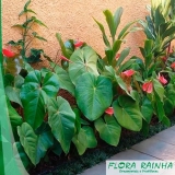 onde encontro forração para jardim sol pleno Jardins onde encontro forração para jardim sol pleno Jardins