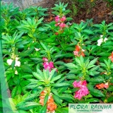 onde tem forração para jardim com flores Itaim Bibi onde tem forração para jardim com flores Itaim Bibi
