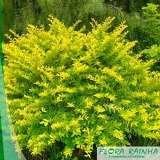 onde tem forração para jardim meia sombra Artur Alvim onde tem forração para jardim meia sombra Artur Alvim