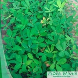 onde tem plantas para forração de jardim Suzano onde tem plantas para forração de jardim Suzano