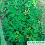onde vende adubo para grama Mooca onde vende adubo para grama Mooca