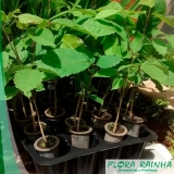 onde vende adubo para ipê Itu onde vende adubo para ipê Itu
