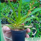 onde vende adubo para orquídeas Suzano onde vende adubo para orquídeas Suzano