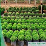 onde vende muda de buchinho Itaquaquecetuba onde vende muda de buchinho Itaquaquecetuba