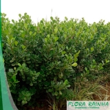 onde vende muda de clúsias Santana de Parnaíba onde vende muda de clúsias Santana de Parnaíba