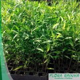 onde vende muda de costela de adão Parque Santa Madalena onde vende muda de costela de adão Parque Santa Madalena